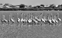 Flamants roses à Korba