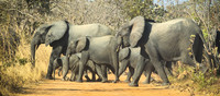 Eléphants à Nazinga