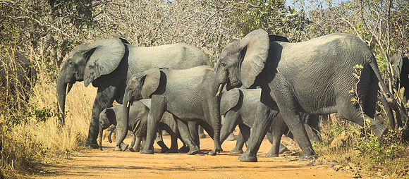 Eléphants à Nazinga